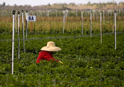 Farmer in the Fields Farmer in the Fields