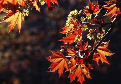 Autumnal Foliage Autumnal Foliage