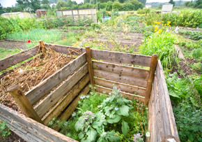 Compost Pile in Garden