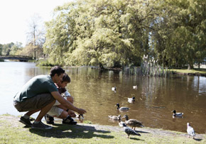 Father and Son Feeding Ducks Father and Son Feeding Ducks