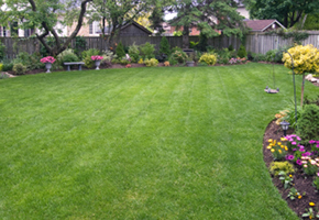 Lawn With Flowers Lawn With Flowers